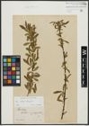Foto von Salix alba L. x Salix fragilis L.